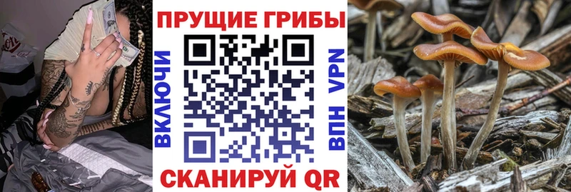 сколько стоит  Сызрань  Псилоцибиновые грибы GOLDEN TEACHER 